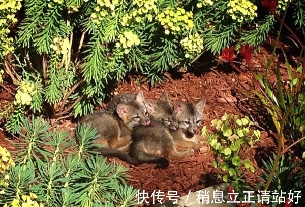 邻居|Facebook总部的新邻居　密谋接管网路世界．．．