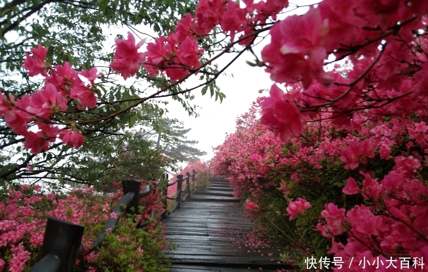 清明节，龟峰山花期预告