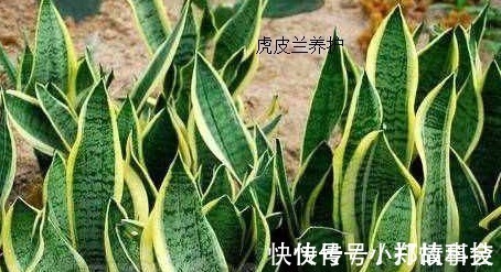 虎皮兰这样养护,叶子绿油油,再也不会黄叶,邻居羡慕极了