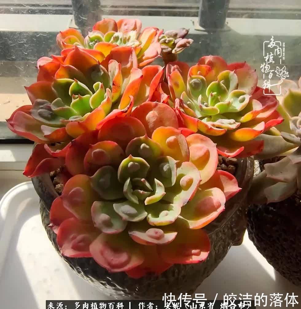 从无到有,四年坎坷多肉路,沉迷肉海难以自拔!