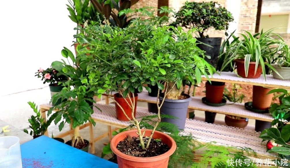 叶子|3种花爱喝“酸水”，1个月浇一次，叶子绿油油的