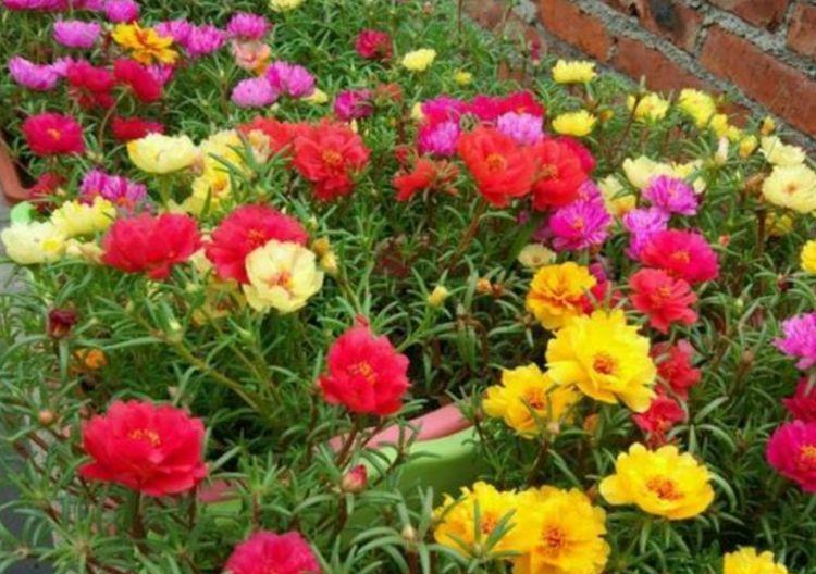最受欢迎的“4种花”,随便一养成花海,花开一茬接一茬!