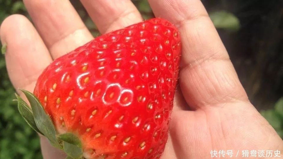 草莓大棚|老满洲旗人家婚配的时候,最看重的是什么?