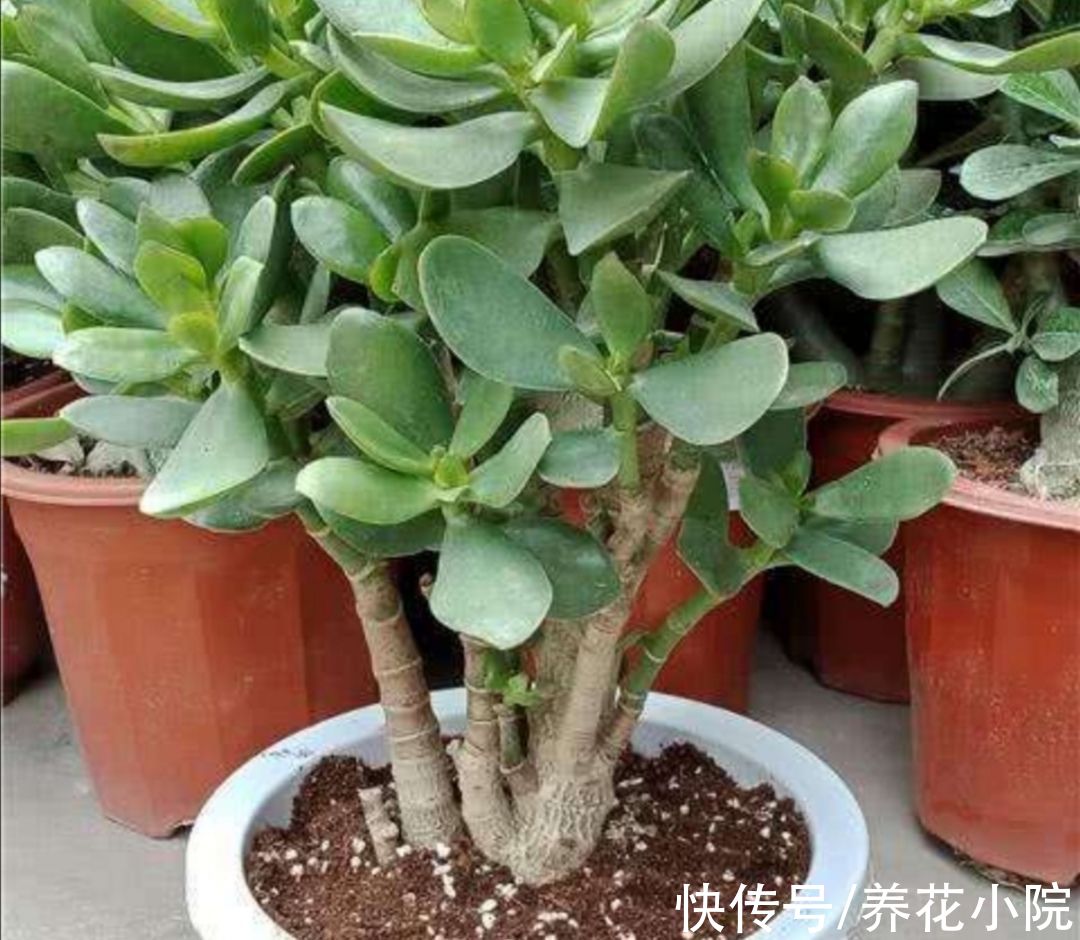 修剪|秋天养玉树,多做4件事,长得更快,成老桩盆景