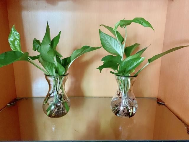 绿萝|土培养不活的花，直接丢水里，7天长出大白根