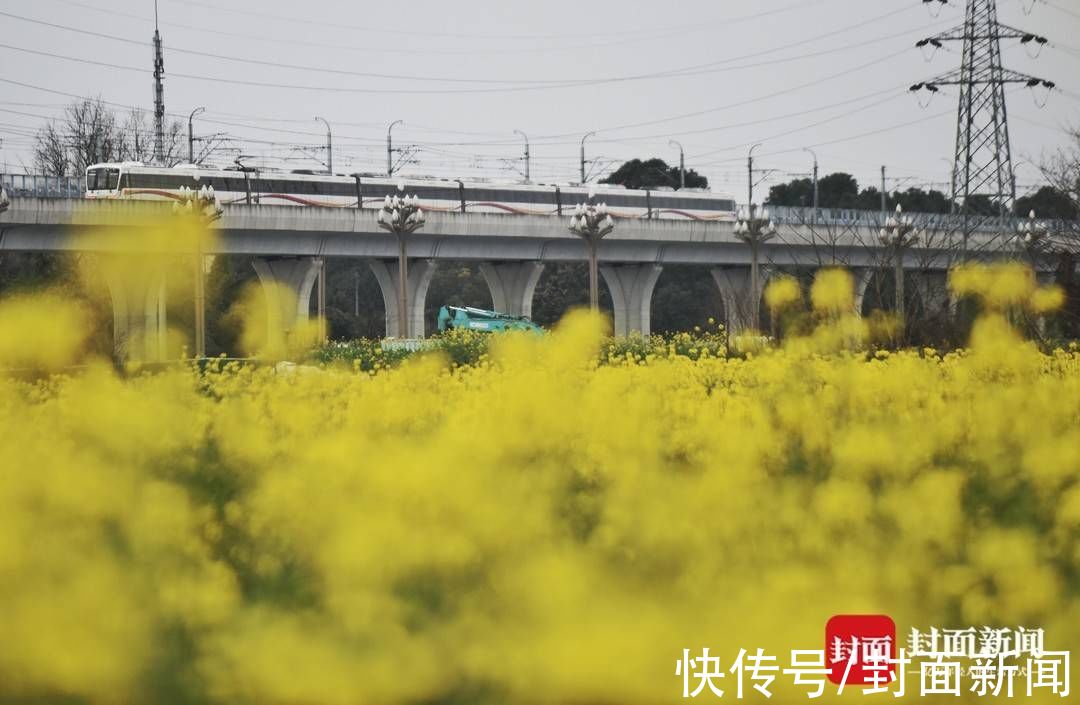 踏青|成都郊外油菜花已悄然绽放 周末搭上开往春天的地铁去赏花踏青