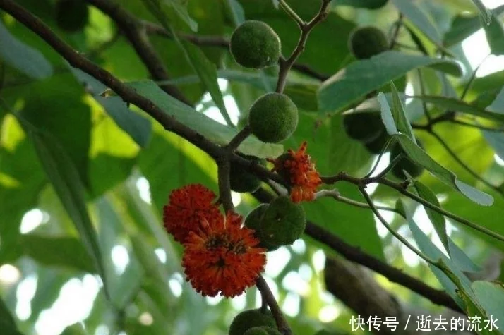 构树的叶子,是一种天赐民间的中草药 构树的叶子,是一种天赐民间的中草药