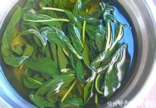 叶子|很多人都只吃种子,其实叶子才是宝贝,20一斤都供不应求