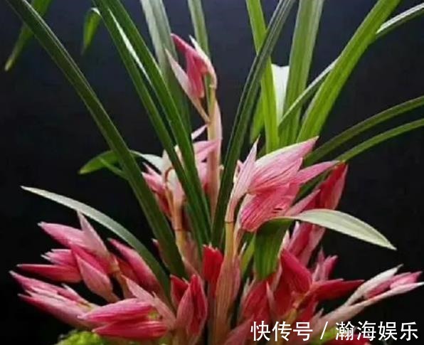 养护|秋天养兰花,教你2个小技巧,学会了快速爆芽,绽放层叠群兰