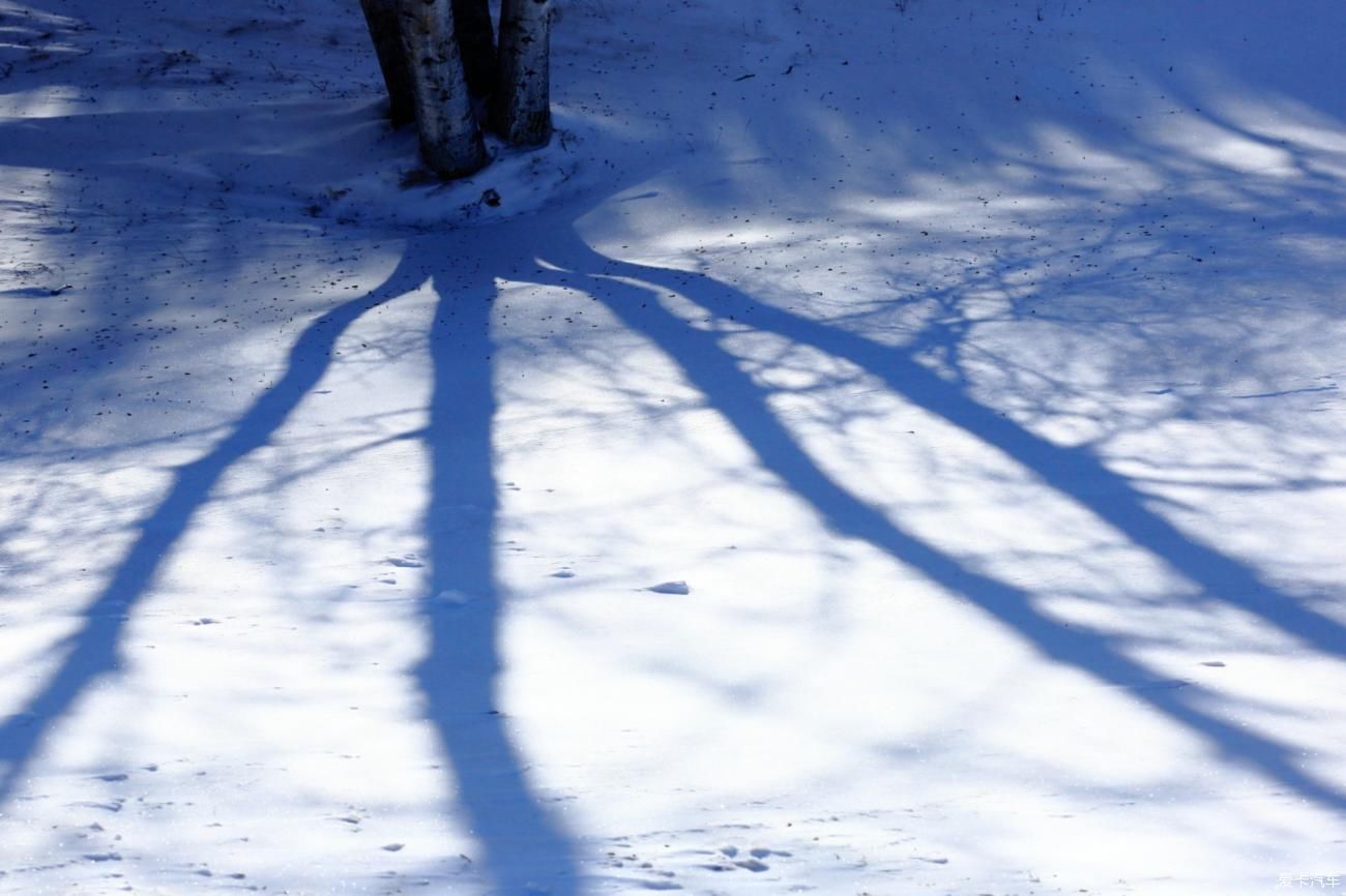 童话世界|【爱卡踏青季】穿行于乌兰布统洁白的童话世界②白桦林间