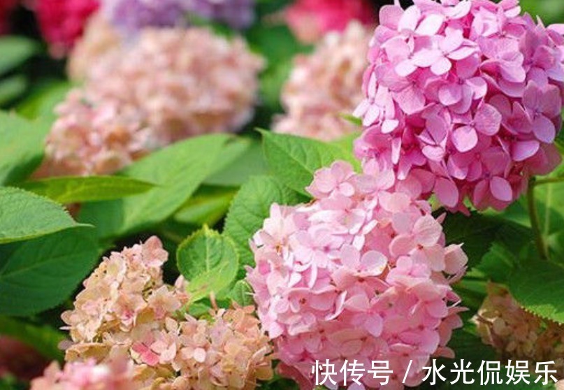 不会养花就买3种“便宜又好养”的花,几块钱一盆,开爆阳台!