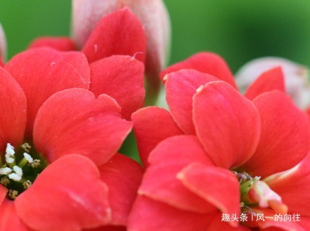 家养长寿花难开花这3个细节掌握好,轻松花开爆满盆