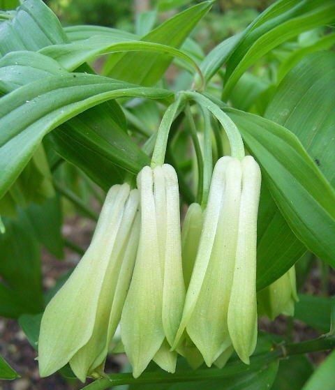 宝铎草生长于林下或灌木丛中花开黄色、绿黄色或白色