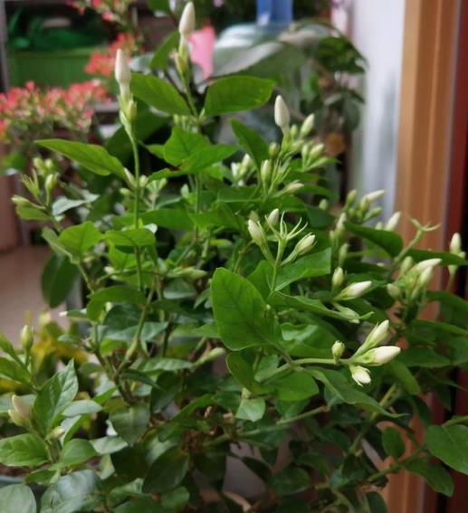 茉莉花叶片干枯脱落,先别扔,学会1步操作,起死回生冒满新芽