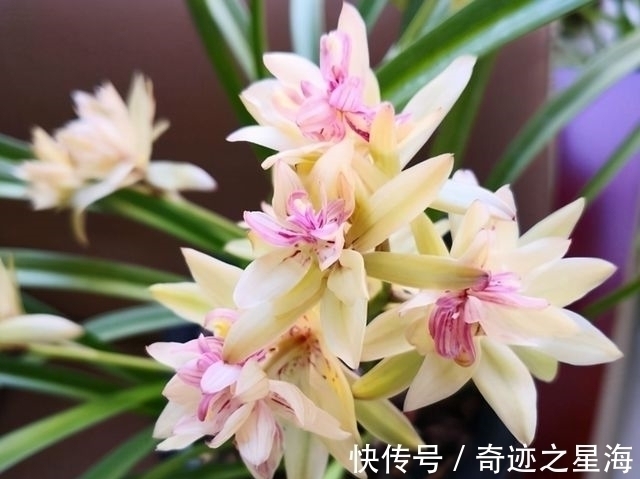 兰花中的“仙女”—富山奇蝶,花色清新香味浓,花型雅致,易养护