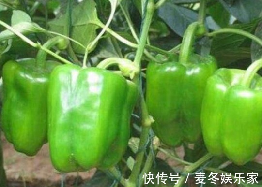 金桔|女人想要不显老,三种食物要多吃,滋润皮肤,皮肤越来越细腻