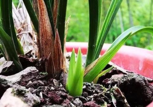 春天养兰花，给它用上2种肥，兰株长得旺，冒出更多新芽