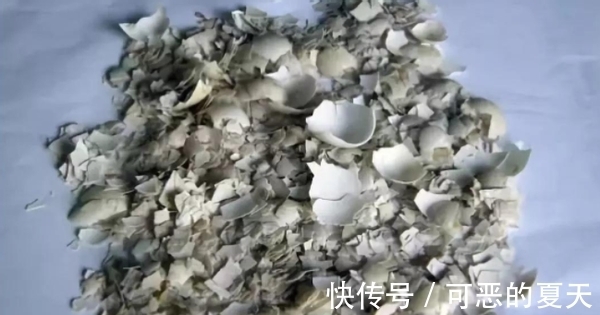 家庭养花:该怎么合理“混搭”蛋壳、白醋?