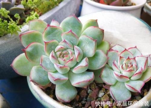 多肉植物|丑的没法看的多肉月亮仙子,立夏后清冷漂亮,还好没丢掉