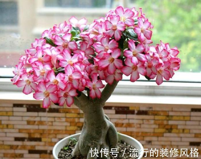 花卉|新手第一次养花，推荐4种花，种盆里不打理照样开满花