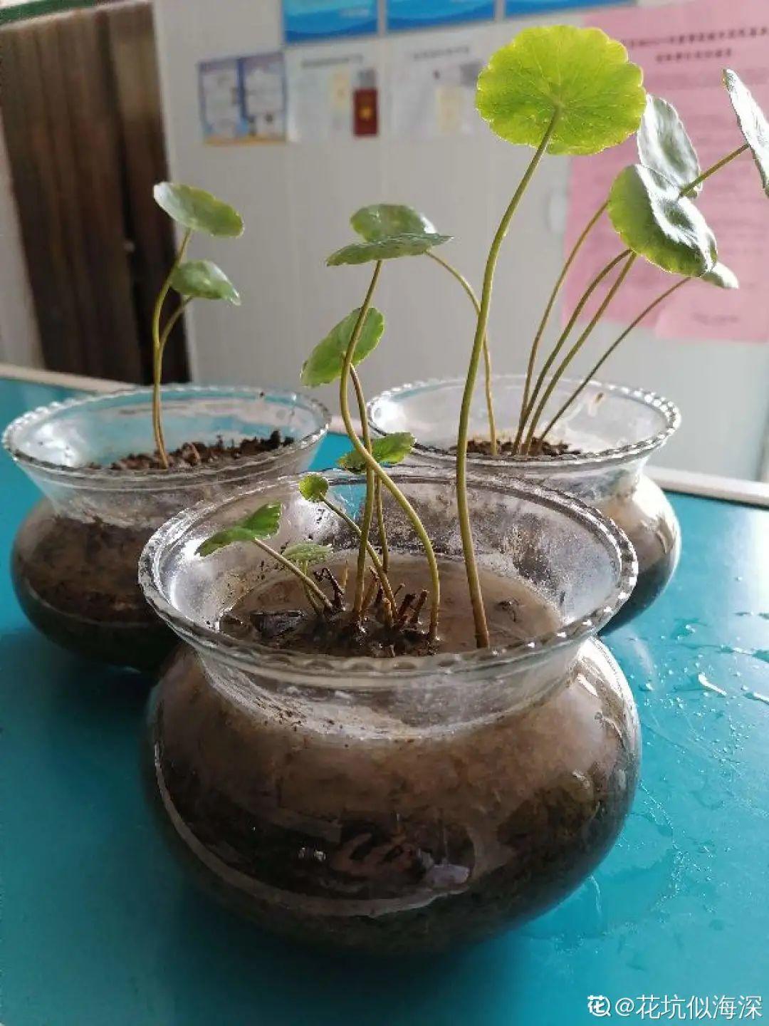 虐着养的花,剪成秃子,半月不浇水,呼呼开花