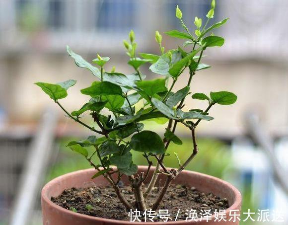 植株|矮化茉莉的手法,只需这里“剪一下”,植株矮壮,发满“花芽”