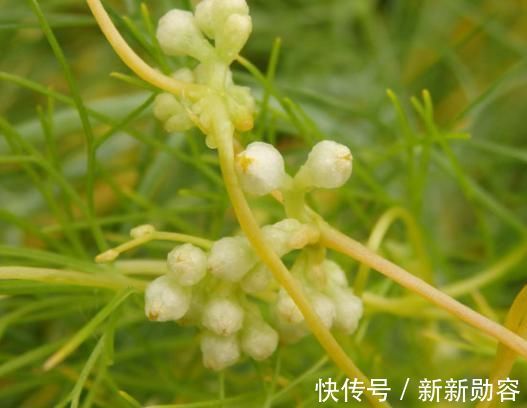 菟丝子|下面腰酸+上面耳鸣=肾虚推荐一味中药,效果令人不可思议