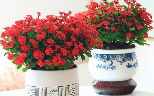 对待懒人超友好的花卉,多晒少管它,反而长得更好