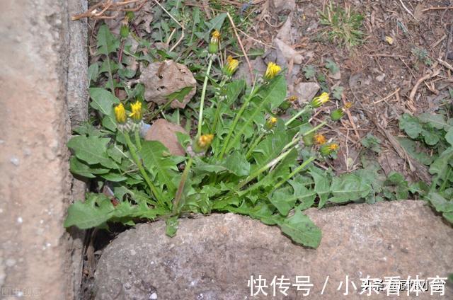 吃肉|3月,宁可不吃肉也要吃这菜,维A是苹果10倍,包饺子太香了