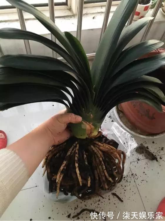 4种花爱“吃土”，1年不换盆，盆里全是根不见土，换盆才能长好