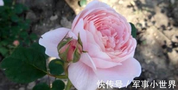 秋花|月季春花和秋花有什么区别？春花过后，做好3个多，秋花不愁开