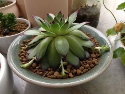 多肉变成一张大饼，该咋救一招绝对好使！