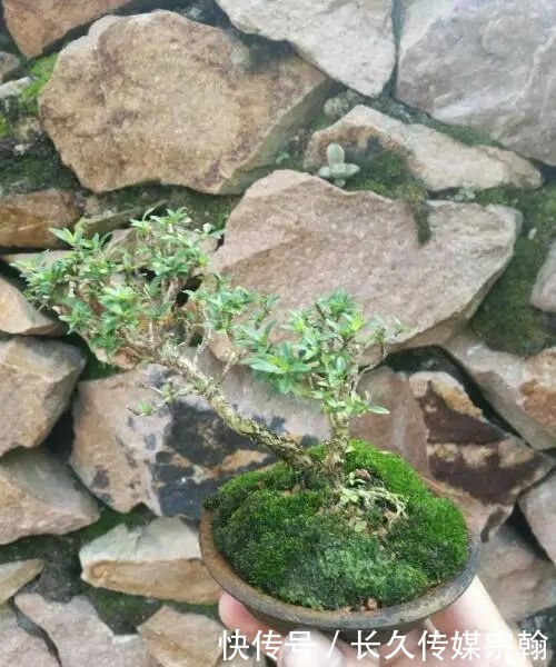 用普通花草树木来“练手”,经蟠扎,立马显现盆景造型的魅力!