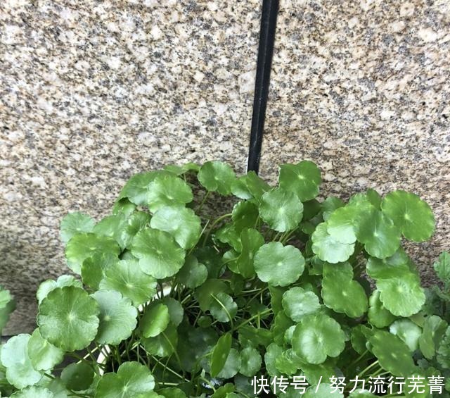 浇水|5种花就是“大水桶”，一天不浇水也不行，叶子很快就会干！