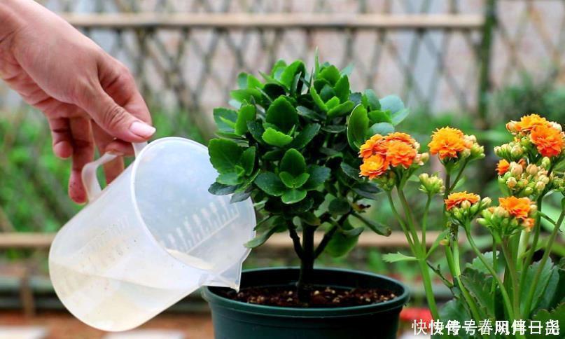 施肥|长寿花谢后别闲着，学会3个“巧”，多次开花易如反掌，花量也大