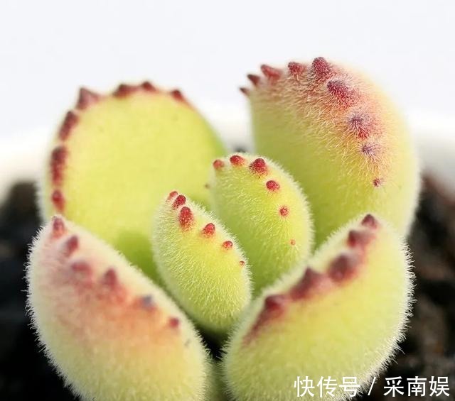 20款适合新手养的多肉,就算是养花杀手,也能养得又胖又美!