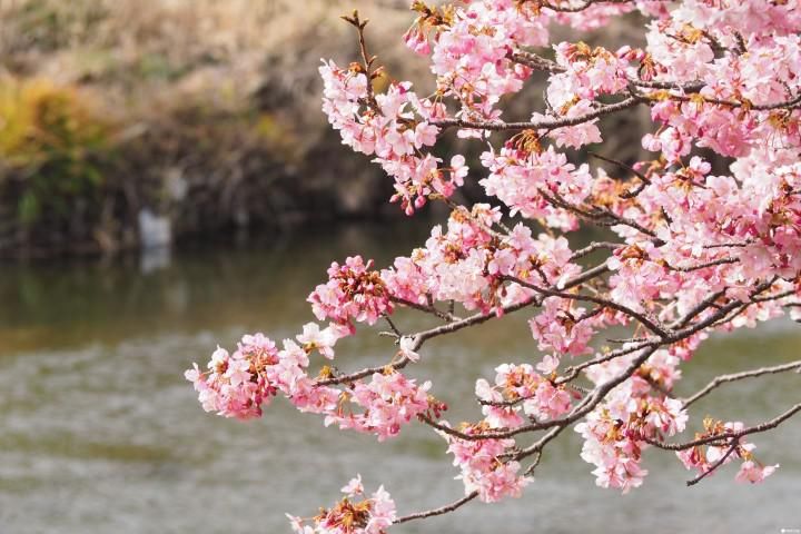 中年|春季踏青，出门赏花的你真的认识它们吗