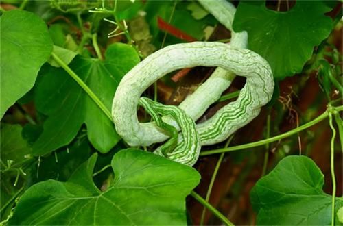 想养生得会吃，3种食物换着吃，延缓衰老，美容养颜