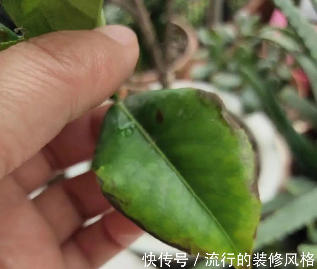 君子兰|8种花夏天不能买，买回来就死，白浪费钱