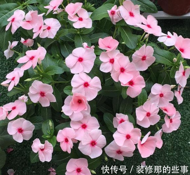 谁见了都喜欢的4种花，好养又漂亮，阳台变成“五彩”花园！