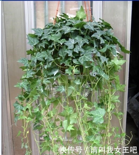 养这4种花，春天一定要“理发”，才会越长越旺，看看你家有吗！