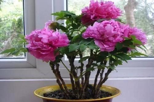 牡丹移植成盆景容易死,没掌握这些技巧,肯定不好活