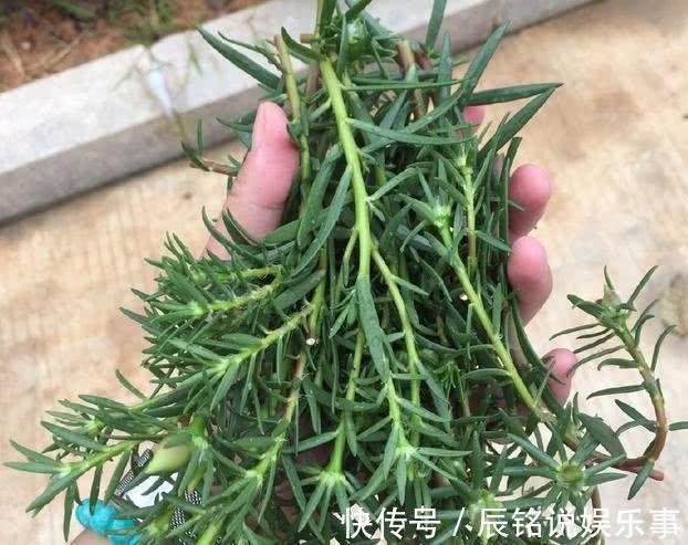 4种漂亮花,趁着“热天”快扦插,不但易生根而且长得快