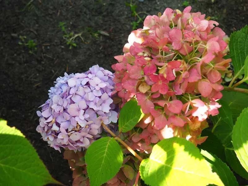 土壤|这3样堪称花界劳模,好活、花量大,一开花就停不下来