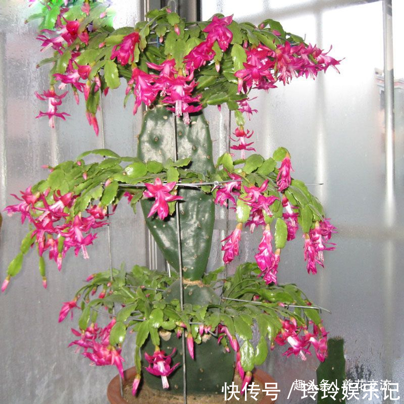 养盆栽蟹爪兰掌握10点就足够,看完就知道为啥叶子干瘪、不开花