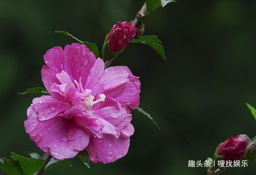 此花朝开暮落,宛如昙花一现般美妙绝伦,寓意为美丽永恒