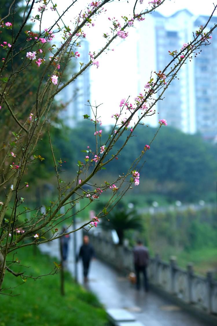 含苞待放|初冬时节又相催，海棠花开暖意浓