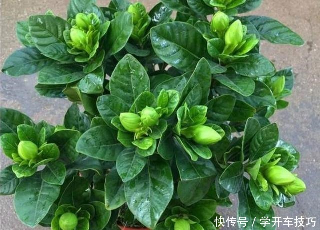 养栀子花,2种肥水要常用,长得旺、叶子绿,开花更多!