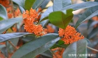  方法|如何养护桂花，盆栽桂花的养殖方法有哪些