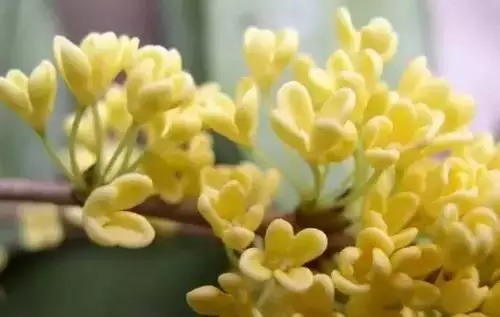 瑞香花|全国56市市花，太美了